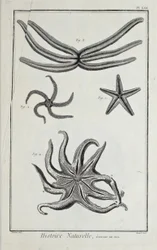Étoiles de mer, illustration du 