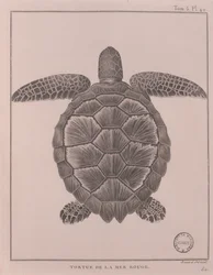 Tortue de la mer Rouge, illustration de 
