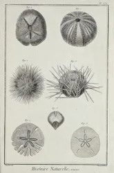 Hérissons, illustration de 