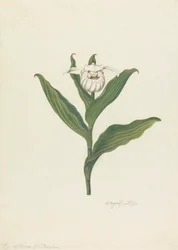 Sabot de la Vierge (Cypripedium Canadense, Calceolus Maria)