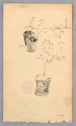 Dessin, pots de fleurs, 1877