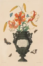 Une sélection de plantes hexandres... : Lys tigré, 1831-1832