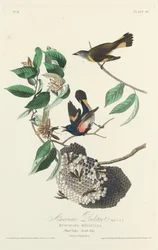Paruline flamboyante, 1828