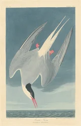 Sterne arctique