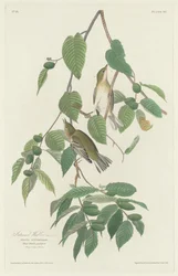 Fauvette automnale, 1830