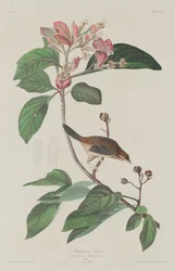 Pinson de Bachman