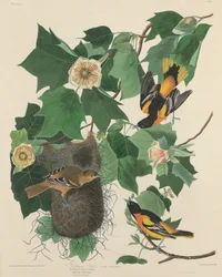 Oriole de Baltimore, 1827