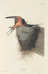 Hirondelle rustique, 1833