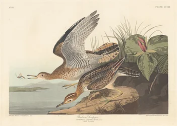 Bécasseau de Bartram, 1836