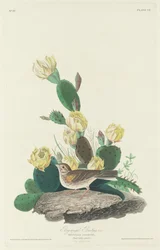 Bruant à ailes bay, 1830