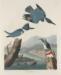Martin-pêcheur ceinturé