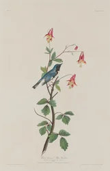 Paruline bleue à gorge noire, 1832