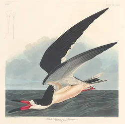 Bec-en-ciseaux noir, 1836