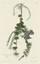 Grimpereau noir et blanc, 1830