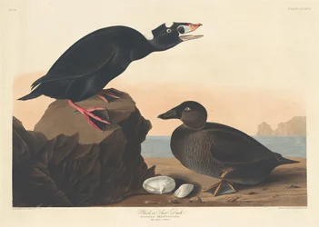 Canard noir ou macreuse à front blanc, 1836