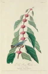 Paruline bleu-vert, 1828
