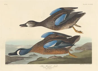 Sarcelle à ailes bleues, 1836