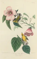 Paruline jaune à ailes bleues, 1827