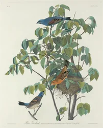 Guiraca bleu, 1831