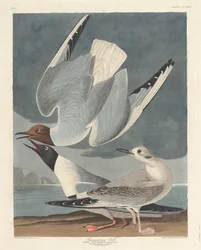 Mouette de Bonaparte
