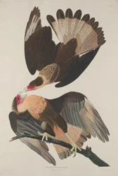 Aigle caracara brésilien, 1833