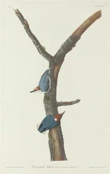 Sittelle à tête brune, 1831