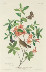 Paruline à tête brune, 1834