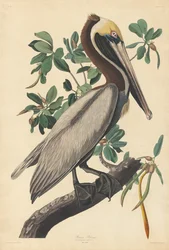 Pélican brun, 1835