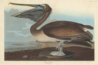 Pélican brun, 1838