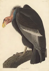 Vautour californien, 1838