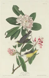 Paruline du Canada, 1831