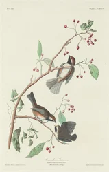 Mésange canadienne, 1834