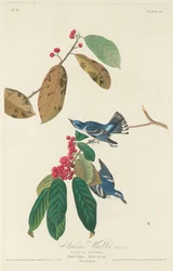 Paruline Azurée