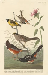 Pinson couleur châtaigne, tarin à tête noire, bruant à couronne noire et pinson arctique
