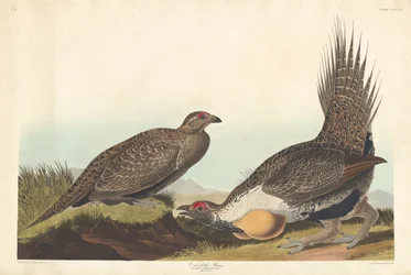 Coq des plaines, 1837
