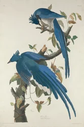 Geai de Columbia, 1830