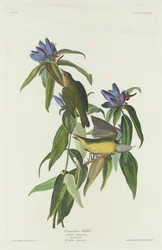 Paruline du Connecticut, 1832