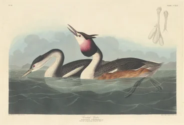 Grèbe huppé, 1836