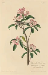 Troglodyte de Cuvier, 1829
