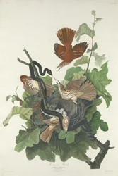 Grive ferrugineuse, 1831