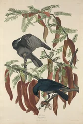 Corbeau de poisson, 1832