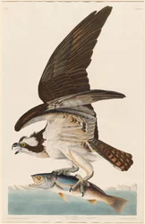 Balbuzard pêcheur