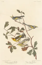 Paruline à ailes dorées et paruline de Cape May, 1838