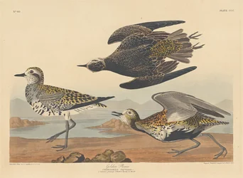 Pluvier doré, 1836