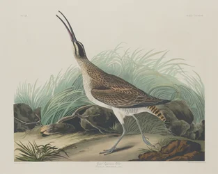 Grand courlis esquimau, 1835
