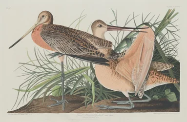 Grande Barge Marbrée, 1835