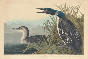 Plongeon imbrin ou huard