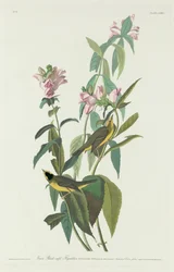 Gobemouche vert à calotte noire, 1831