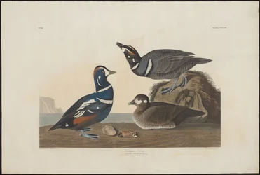 Canard Arlequin