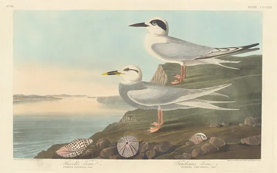 Sterne de Havell et Sterne de Trudeau, 1838